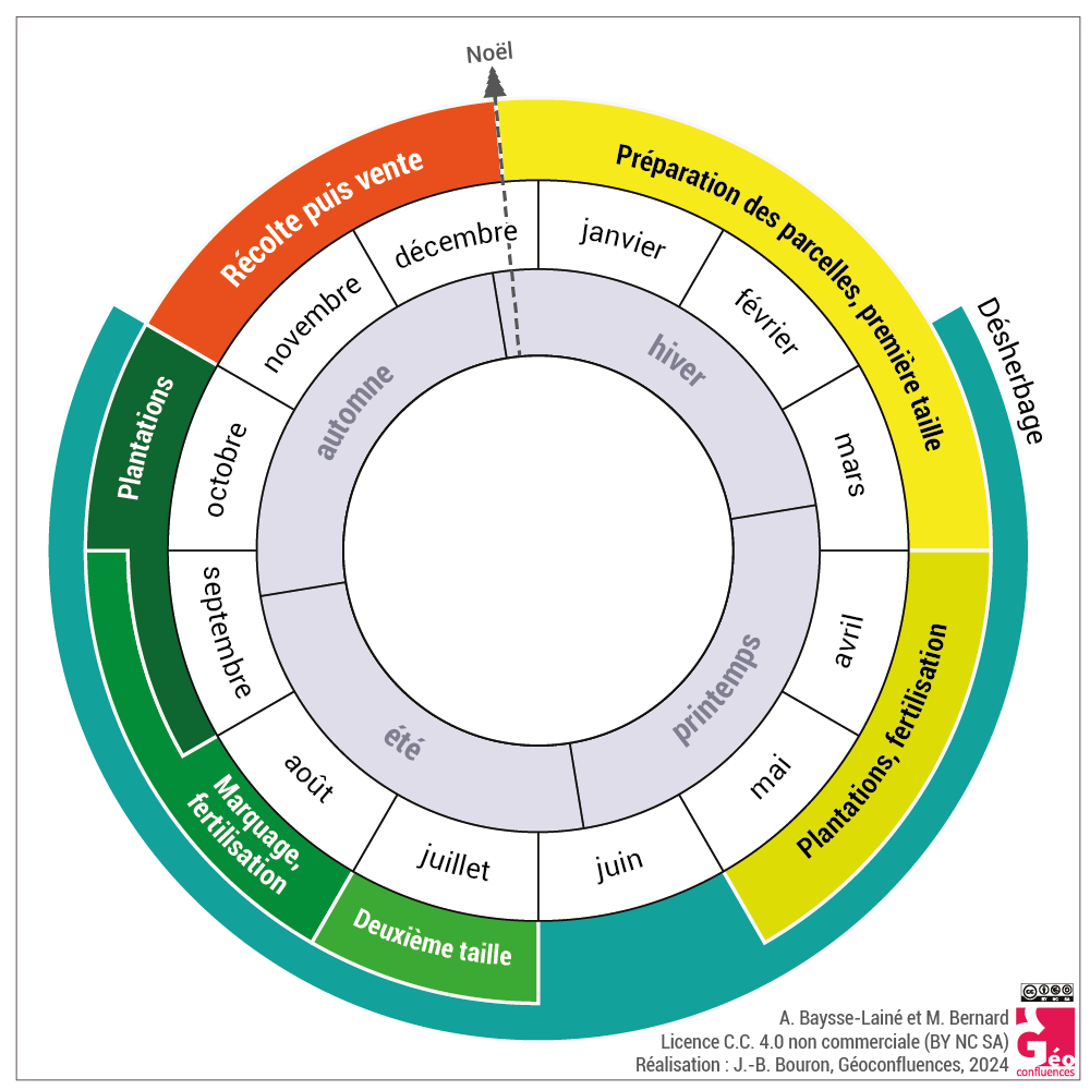 calendrier cultural du sapin de noël. Mois et saisons dans un disque