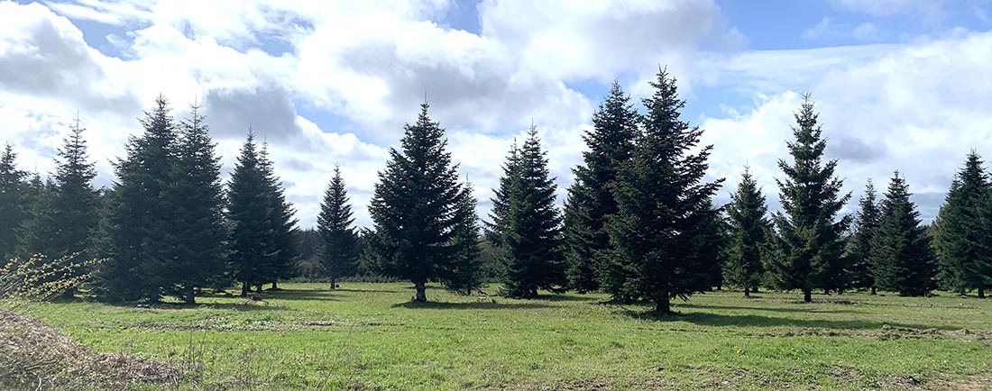 Grands sapins pour collectivités