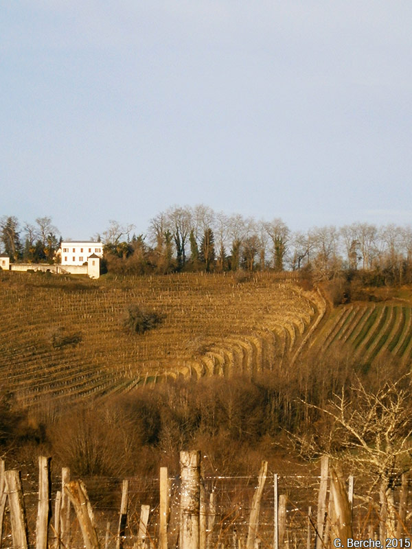 Grégoire Berche — Parcelle de vignes du clos Thou à Jurançon