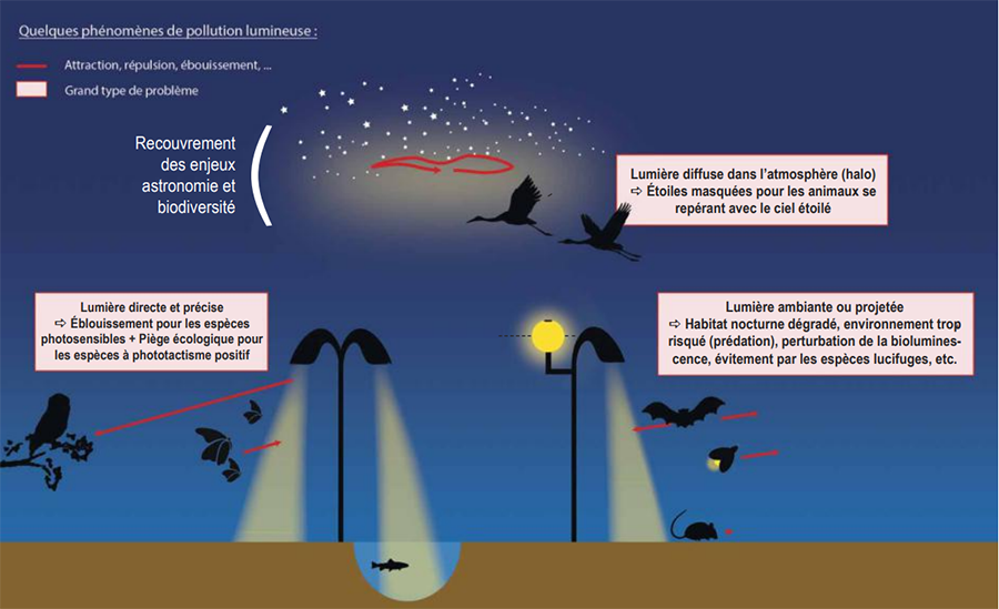 effets de la pollution lumineuse