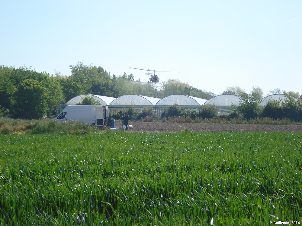 hélicoptère de pulvérisation, serres, champ de blé