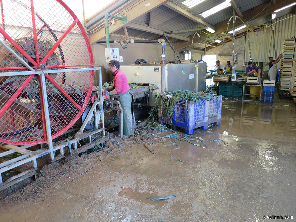 Ouvrières et chef d’exploitation lavant, épluchant et conditionnant des poireaux (Gatteville-le-Phare, octobre 2018)