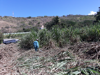 Agriculture : récolte manuelle de la canne à sucre (Martinique)