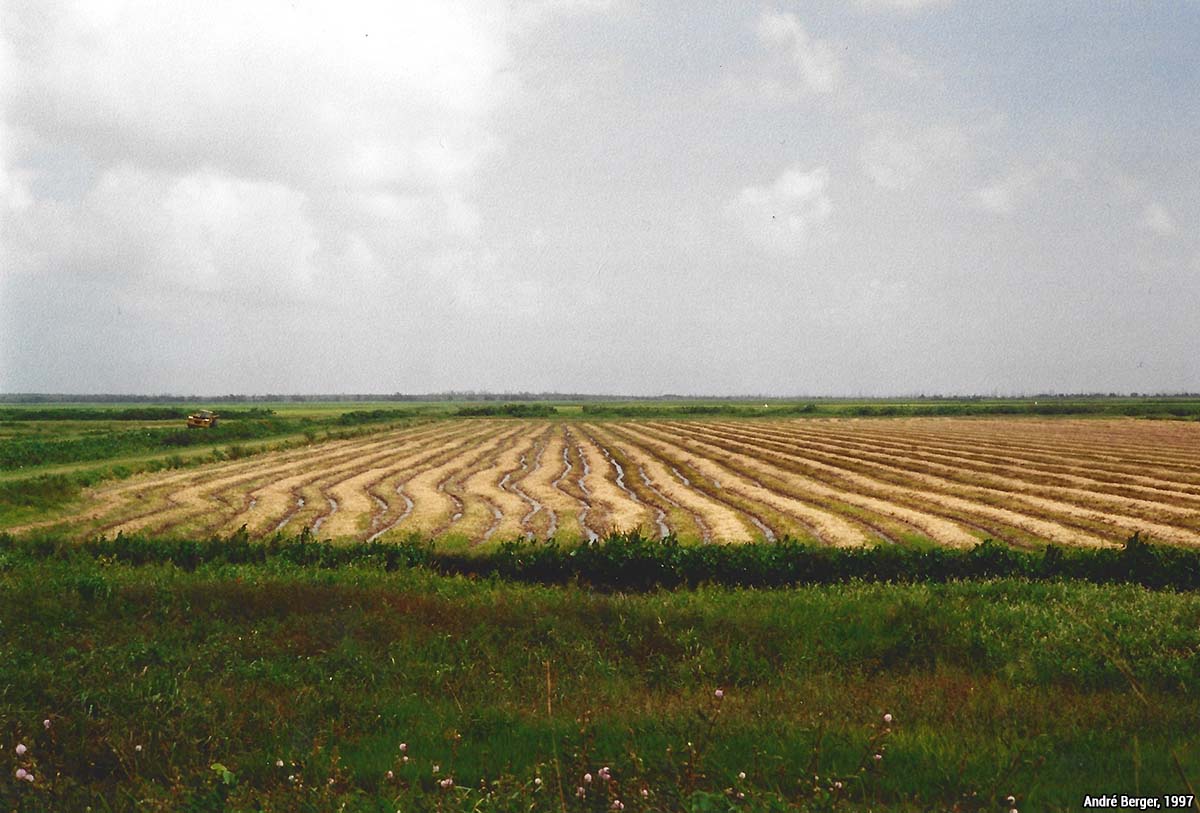rizières en 1997