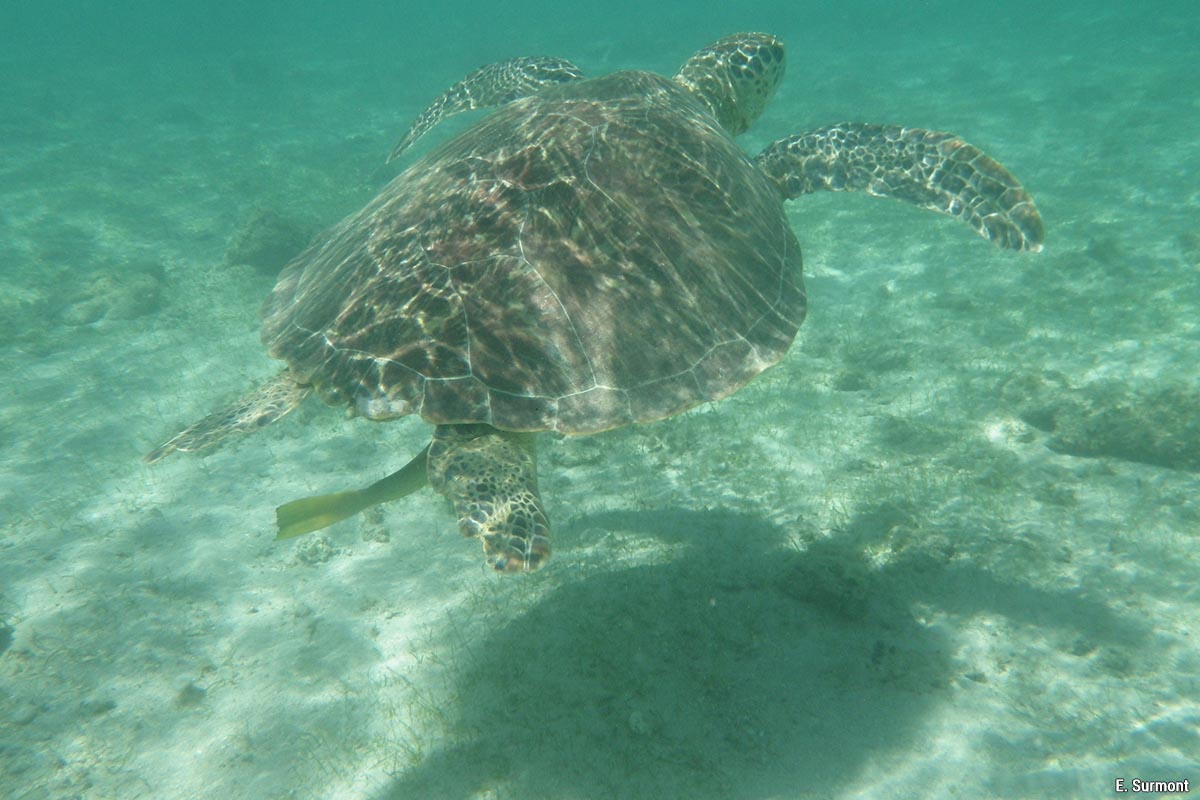 Une tortue verte dans le parc naturel marin de Mayotte 