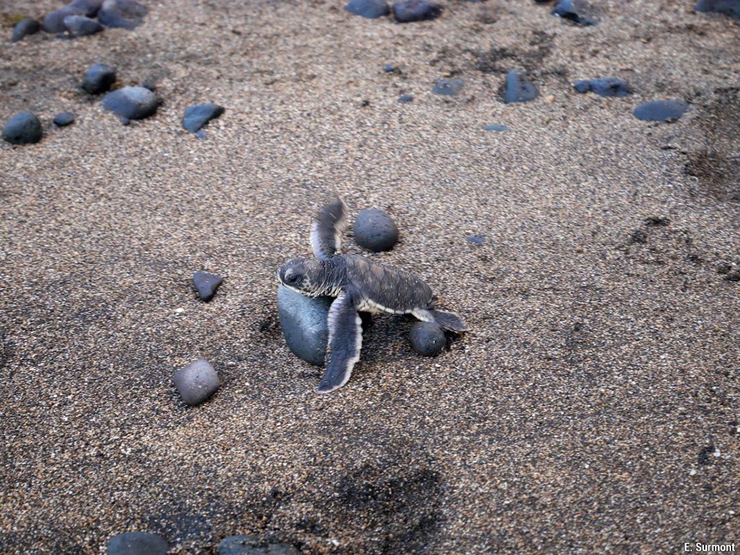 N'Guja bébé tortue