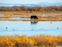 La biodiversité et la gestion de pâturage dans le delta d’Axios (Grèce)