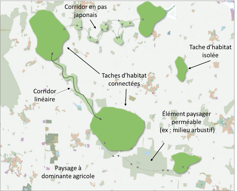 Schéma d’organisation d’un réseau écologique « forestier » au sein d’un paysage à dominante agricole