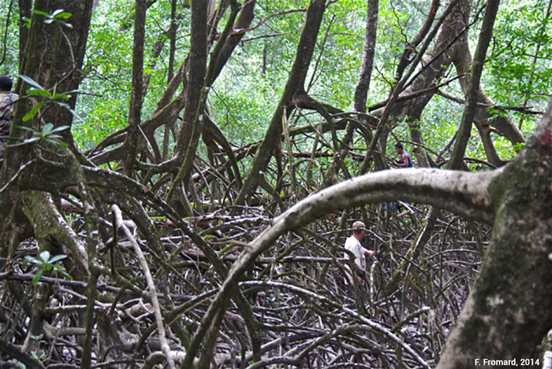palétuviers adultes dans une mangrove d'estuaire en guyane photographie