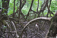  Mangrove estuarienne ancienne à Rhizophora racemosa (estuaire de l’Oyapock, Guyane, France)