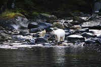 Photographie d'ours kermodes dans la Great Bear Rainforest (Colombie britannique, Canada)