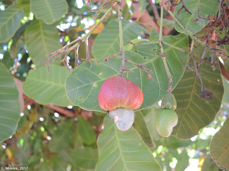 Lucie Morère — photographie Le Cajuí, un fruit du cerrado