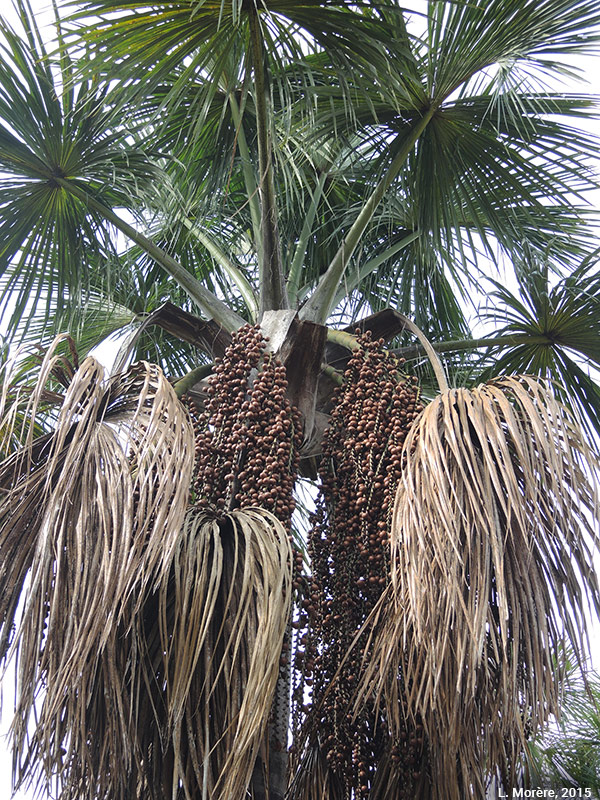 Lucie Morère — photographie Le palmier buriti (Mauritia flexuosa)
