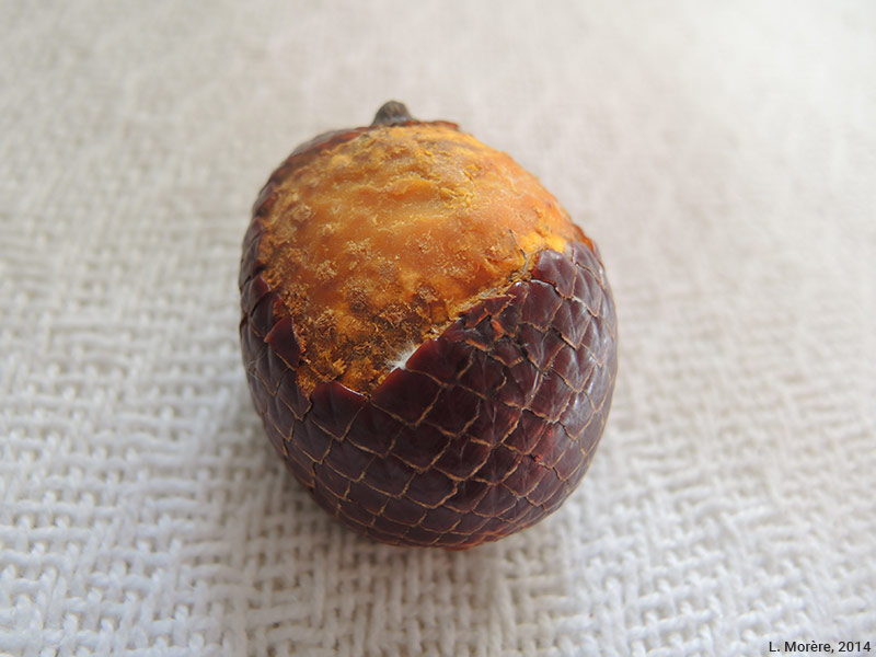 Lucie Morère — photographie Le fruit comestible du buriti 