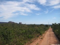 Le cerrado typique, une forêt basse aux arbres tortueux (Brésil)