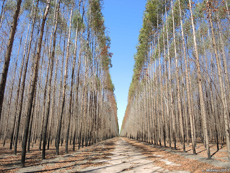 Lucie Morère — photographie Plantations d’eucalyptus