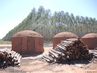 Production de charbon de bois issu de plantations sylvicoles en monoculture après déforestation (Brésil)