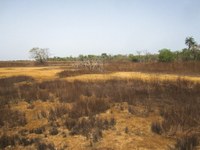 Paysage d'écotone en Casamance (Sénégal)