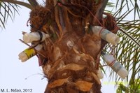 Récolte du vin de palme (Ziguinchor, Sénégal)