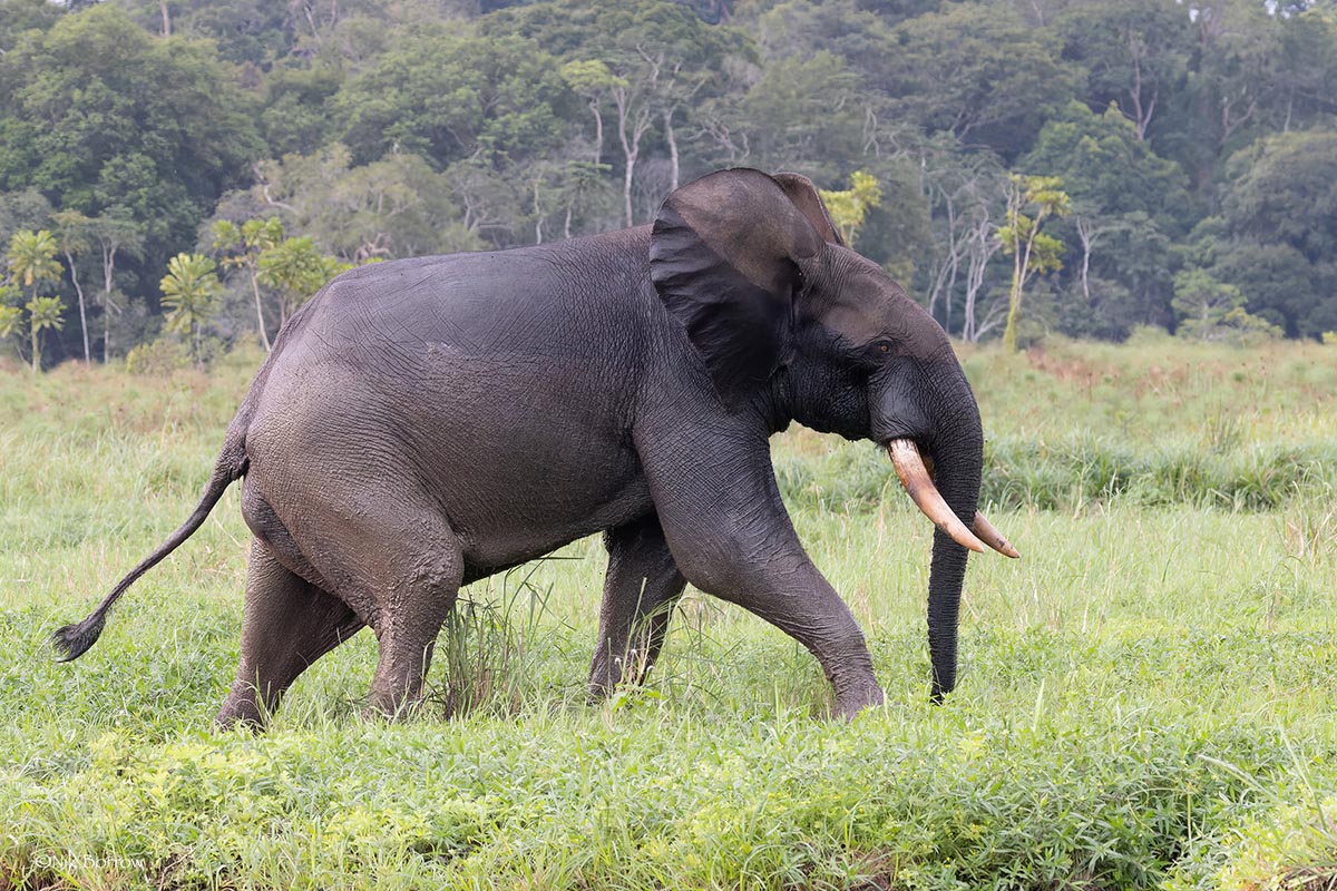 Eléphant de forêt au Gabon