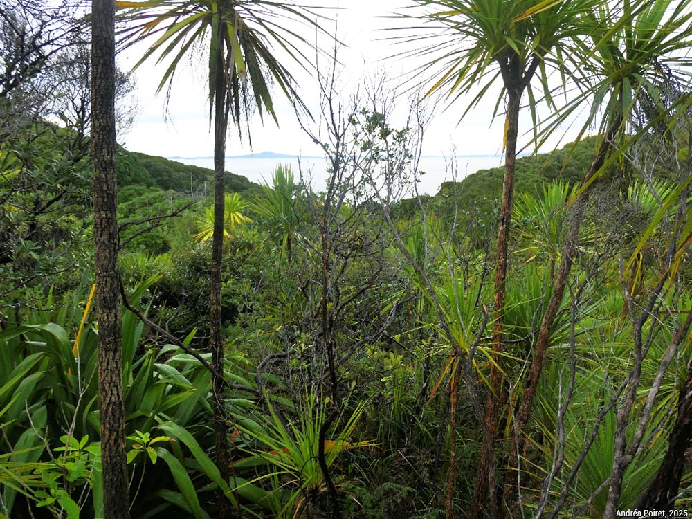 Forêt - photo Andréa Poiret