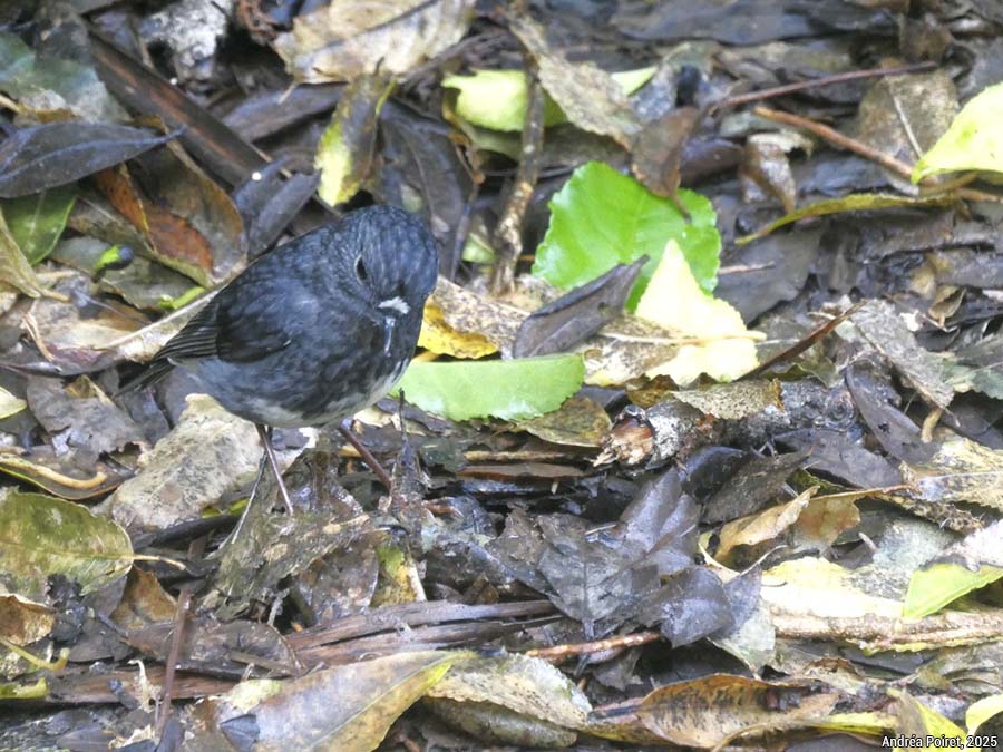 oiseau/bird - photo Andréa Poiret