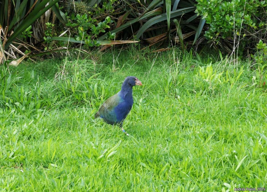 oiseau/bird - photo Andréa Poiret