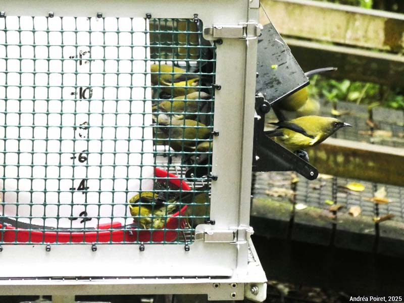 nourrissage - photo Andréa Poiret