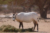 Un oryx arabe dans la réserve de vie sauvage de Hai Bar (Israël)