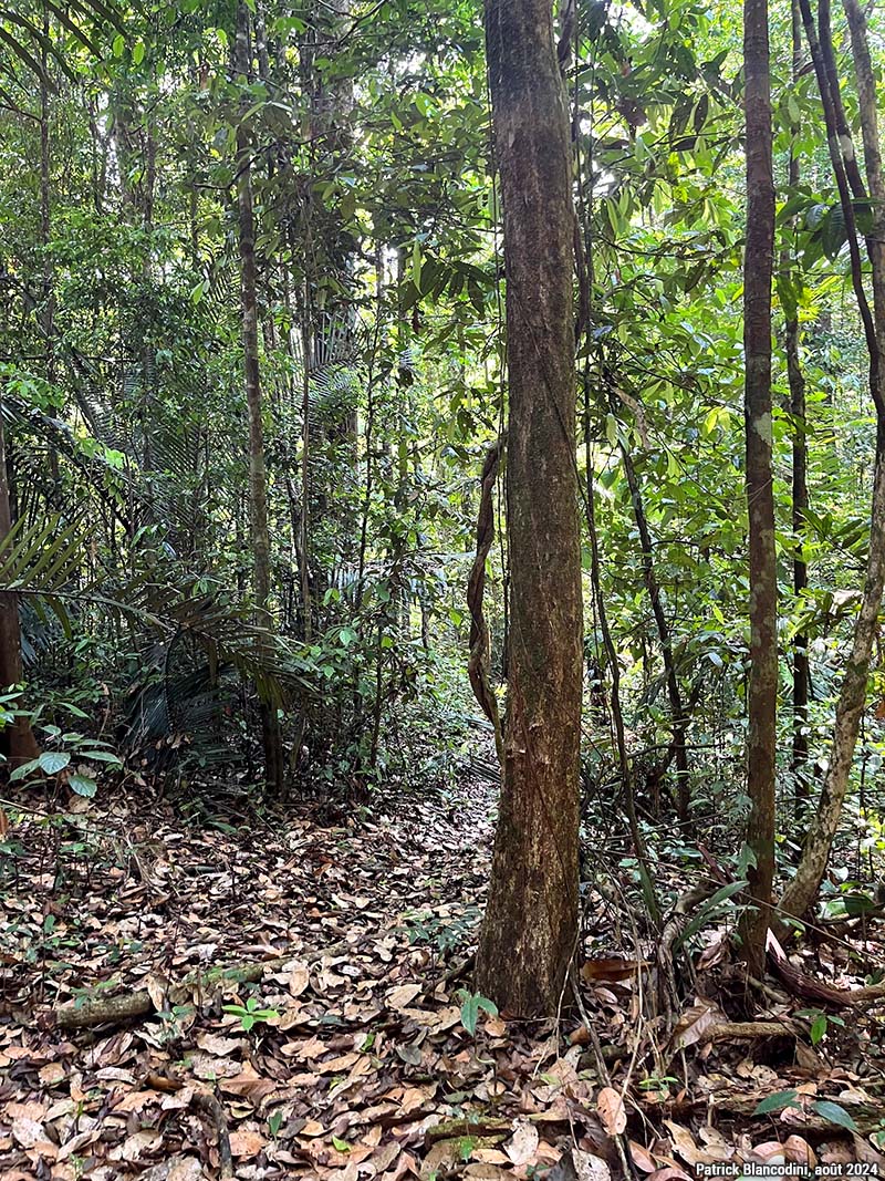 forêt tropicale humide en guyane