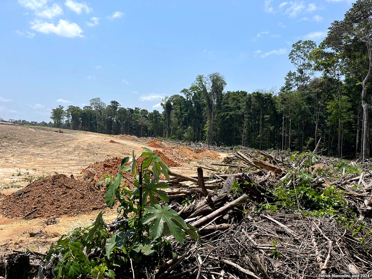 Front de déboisement