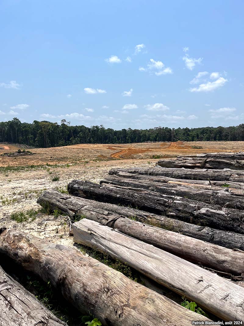 Défrichement, grumes sur le sol