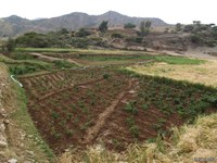 Agriculture : parcelle de maraîchage dans le Tigray (Éthiopie)