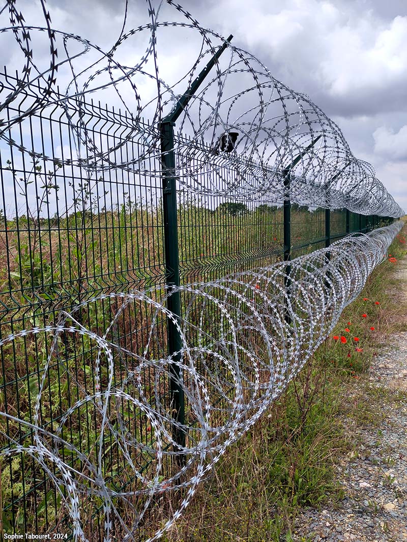 Barbelés concertina
