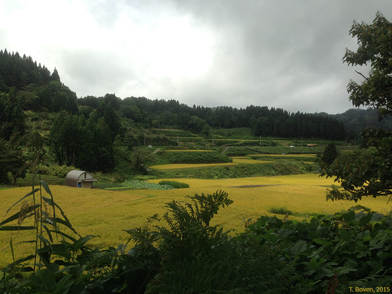 Les rizières en terrasse et le reboisement spontané du finage d’Echigo Tsumari (Japon)