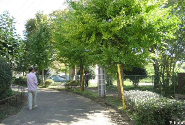 Tomoko Kubo – Pedestrianized roads called ’Green Road”   