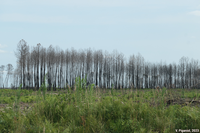 Un an après la catastrophe, paysages de friche post-incendie (forêt des Landes, Gironde)
