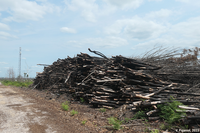 Tas de bois en bordure de route, un an après l'incendie (forêt des Landes, Gironde)