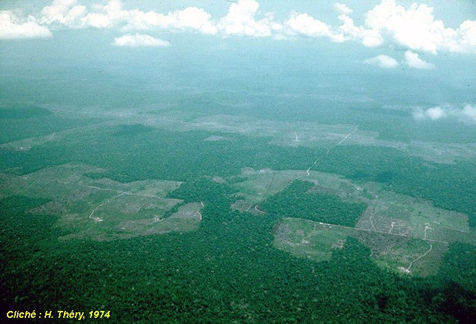 Élevage en Amazonie dans les années 1970