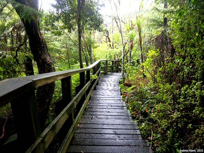 restauration-ecologique-tiritiri-matangi-nouvelle-zelande
