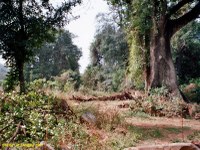 Rituel d'intervention sur le bois pour agir sur le vent (pays Kabyè, Togo)