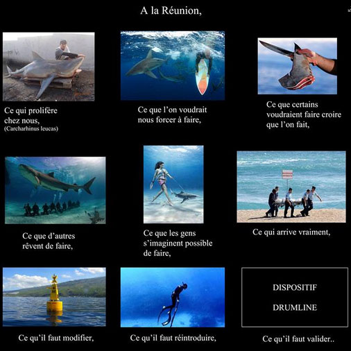 La crise requin à la Réunion vue par les chasseurs